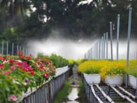 Làng hoa Sa Đéc đông khách những ngày cận Tết