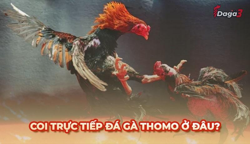 Coi trực tiếp đá gà Thomo ở trang nào chuẩn nhất hiện nay?