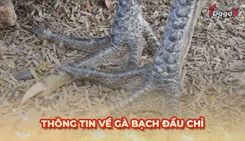 Tất tần tật về Gà Bạch Đầu: Điềm gở hay Thần Kê nên sở hữu