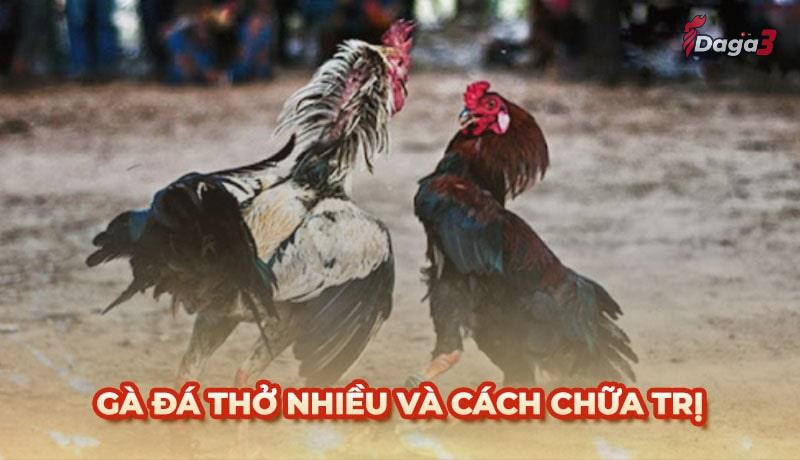 Những dấu hiệu gà đá thở nhiều mà sư kê cần đặc biệt lưu ý