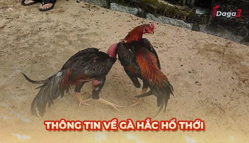 Dòng gà Hắc Hổ Thới có đá hay như các sư kê truyền miệng?