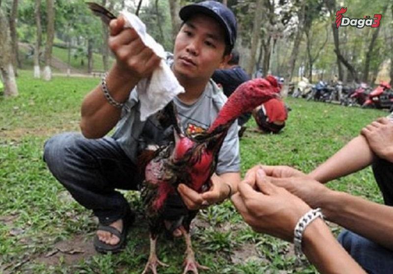 Lợi ích khi thực hiện cách làm nước cho gà chọi